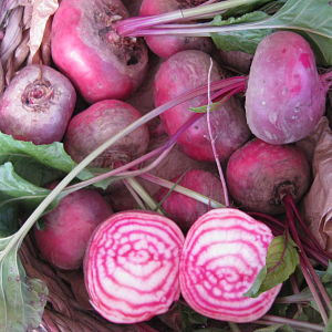 Barbabietola di Chioggia