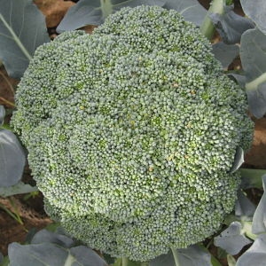 Cavolo broccolo piccolo