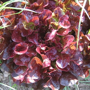 Insalata foglia di quercia rossa