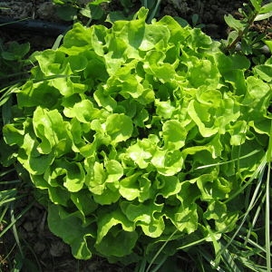 Insalata foglia di quercia verde