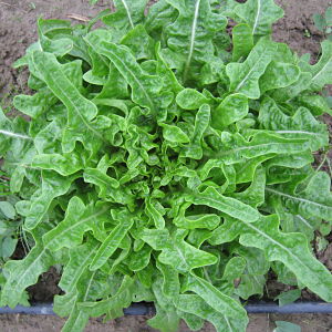 Insalata carciofina verde