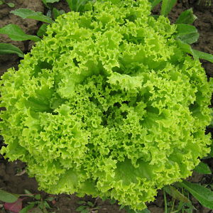 Insalata Lollo verde