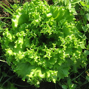 Insalata gentilina verde