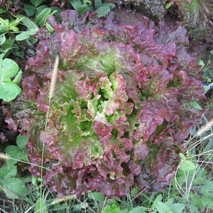 Insalata gentilina rossa