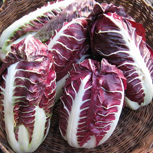 Radicchio di Treviso