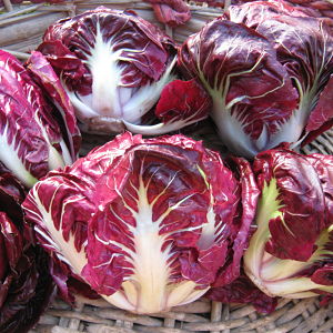 Radicchio di Verona