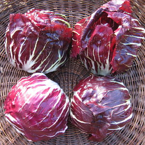 Radicchio di Chioggia