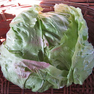 Radicchio di Chioggia  bianco