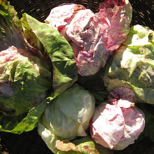 Radicchio di Lusia