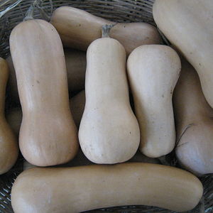 Zucca Butternut