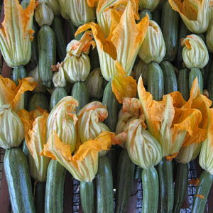 Zucchino Alberello di Sarzana