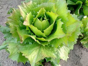 Radicchio di Castelfranco