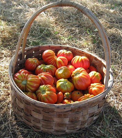 fiori di leguminose 